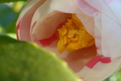 P1370794　つばき