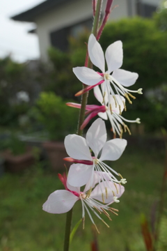 P1080155　白蝶草