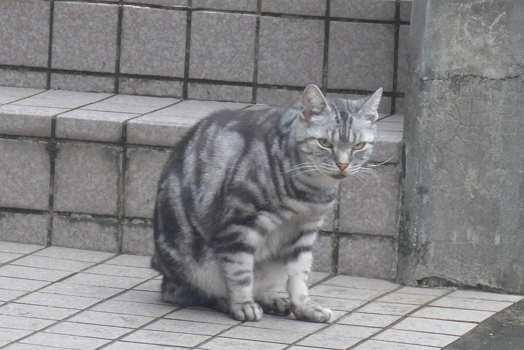 P1280567　近所のボス