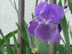 P1140988　初夏…