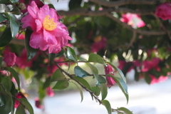 P1069705　山茶花