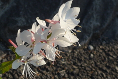 P1150653　白い蝶…