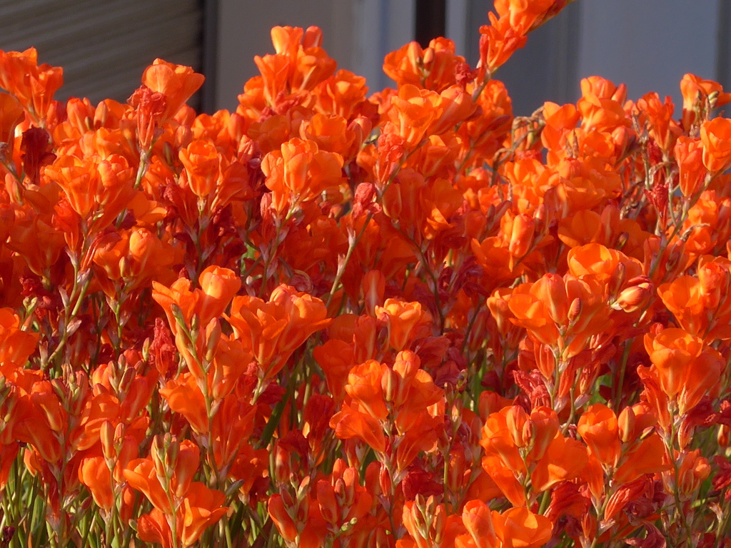 P1150644　燃える