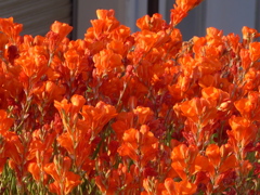 P1150644　燃える