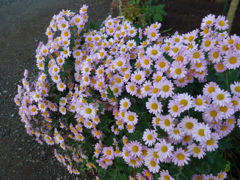 菊