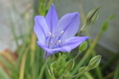 P1012104　淡い恋（花言葉）