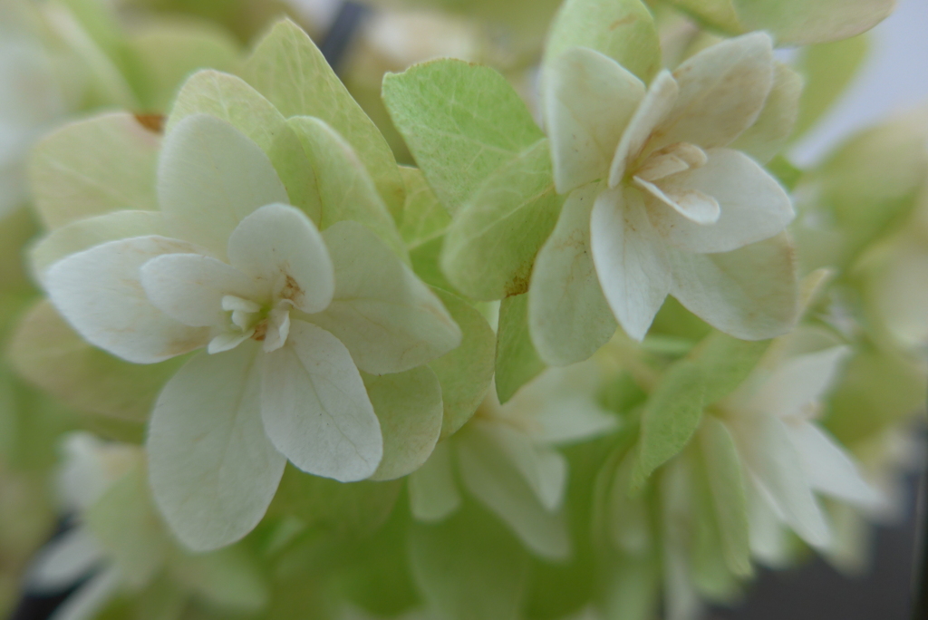 P1160892　なごり