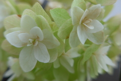 P1160892　なごり