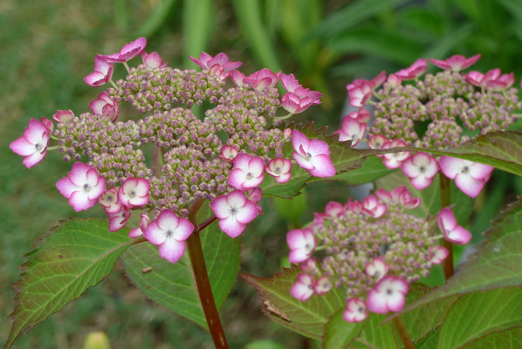 P1230013　かわいらしく