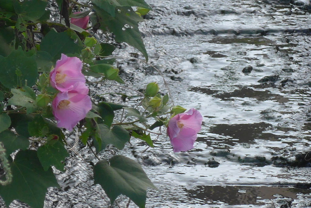 P1310405　水辺で