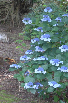 P1360232　公園の紫陽花