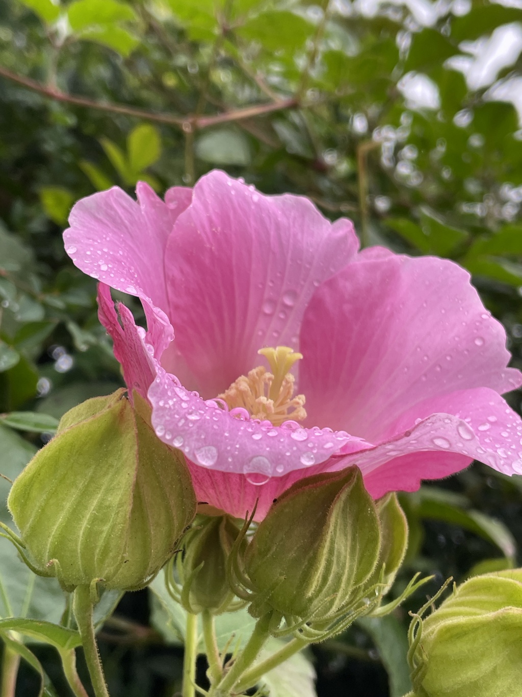 IMG_0284　雨上がりの芙蓉