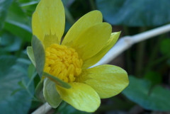 P1140190　散歩道で…