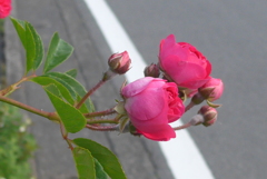 P1090306　おはよう♪