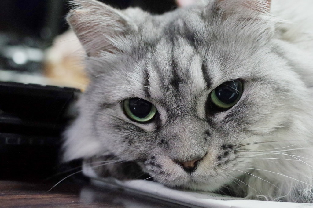 R0351377　ねこさん