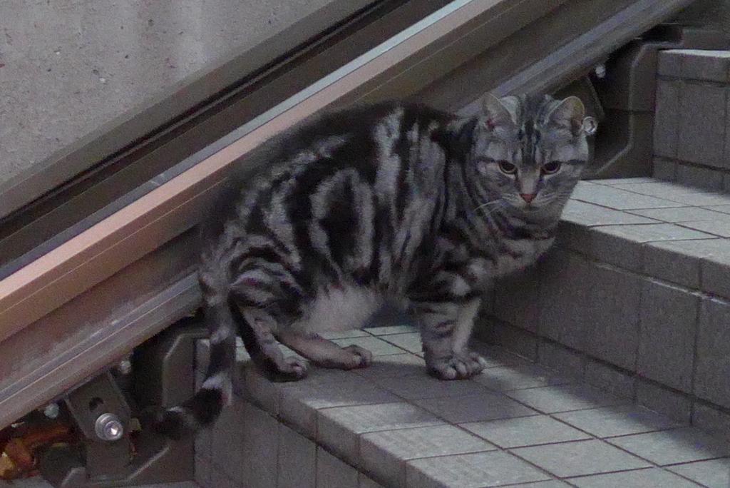 P1190705　朝の見回り