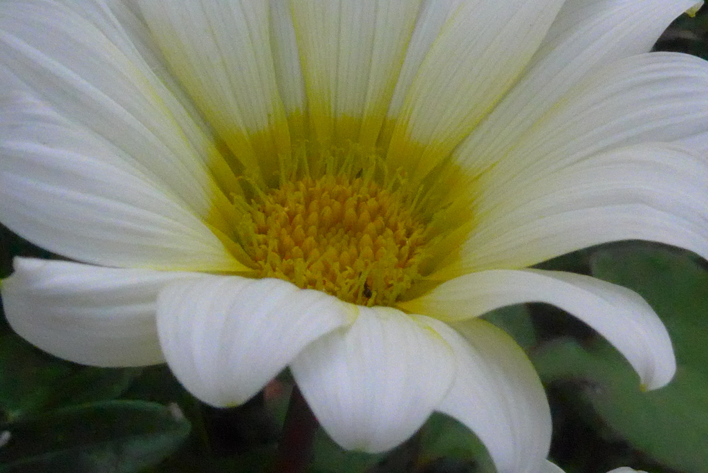 P1380777　ガザニア