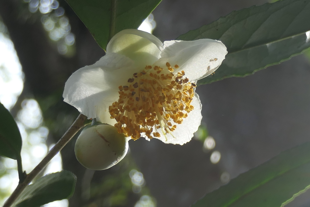 P1069399　お茶の花