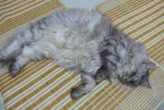 P1110215　まだ眠い…