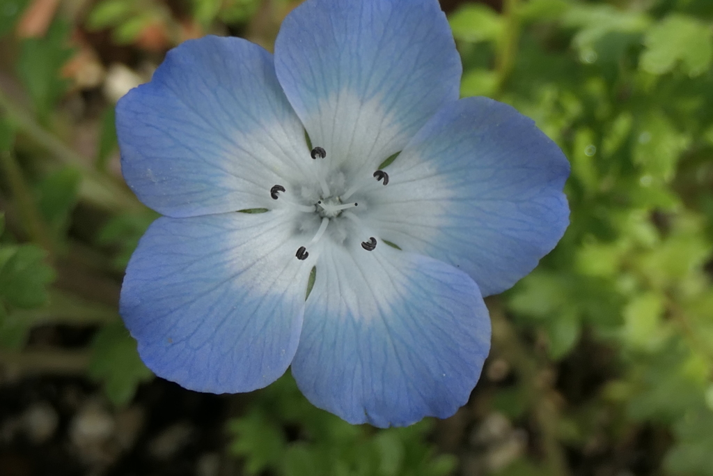 P1023612　可憐（花言葉）