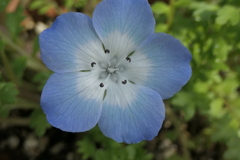 P1023612　可憐（花言葉）