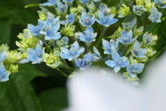 P1012179　小さな世界