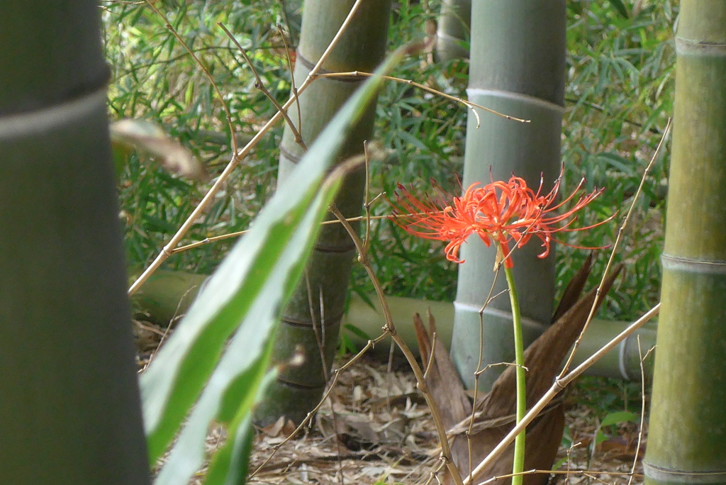 P1280404　竹と彼岸花