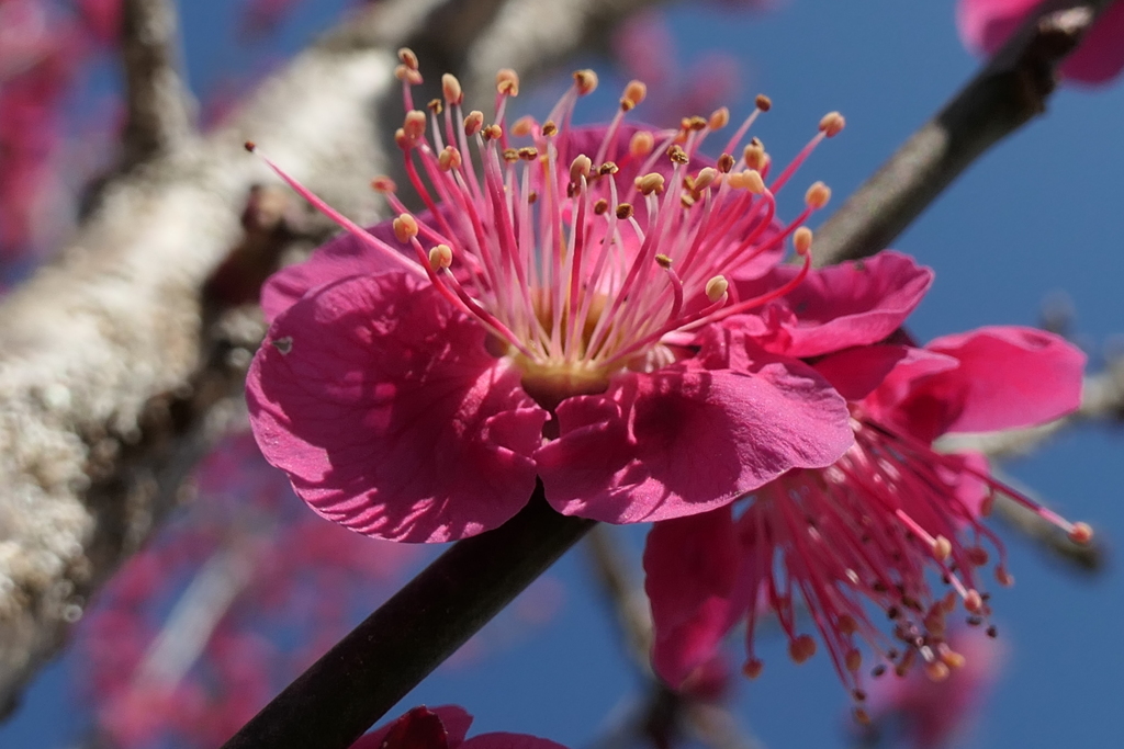 P1035100　あでやかさ（花言葉)
