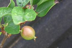 P1170114　ヒメリンゴ