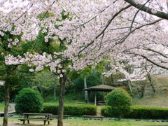 P1080201　公園と桜