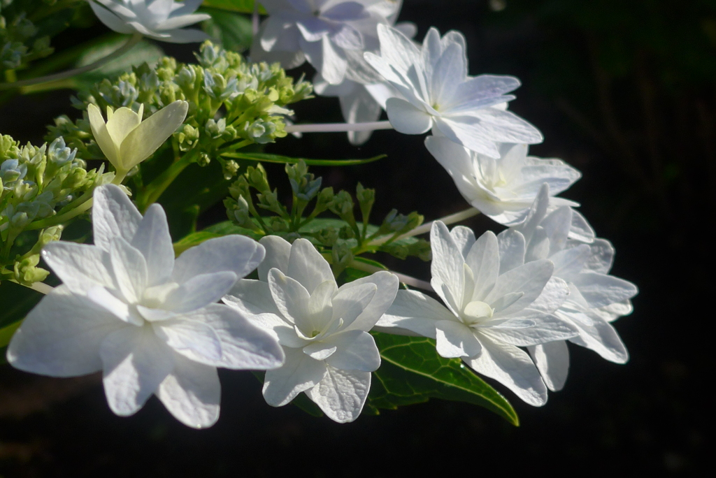 P1160453　朝の光に