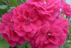 P1380583　小さくても華やか