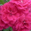 P1380583　小さくても華やか