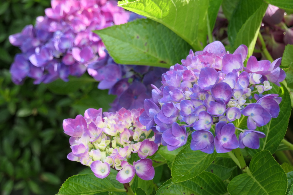 P1012281　いつもの公園で