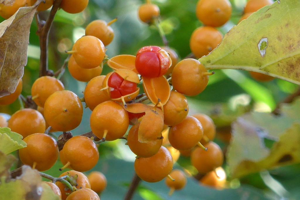 P1390271　ツルウメモドキ