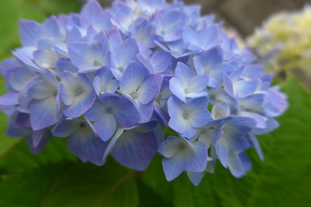 P1090540　さわやかブルー♪