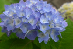 P1090540　さわやかブルー♪