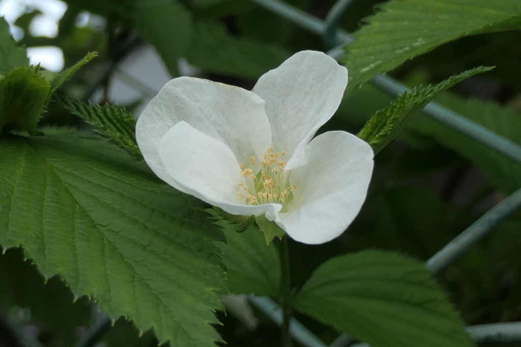 P1058236　白いヤマブキ