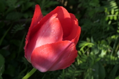 P1079872　チューリップ