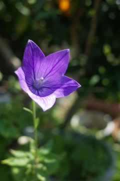 R0354088　キキョウ