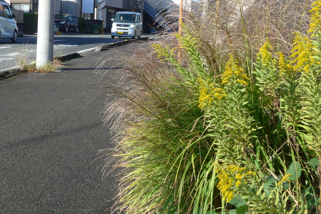 P1390164　秋の散歩道