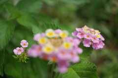 R0353994　ランタナ