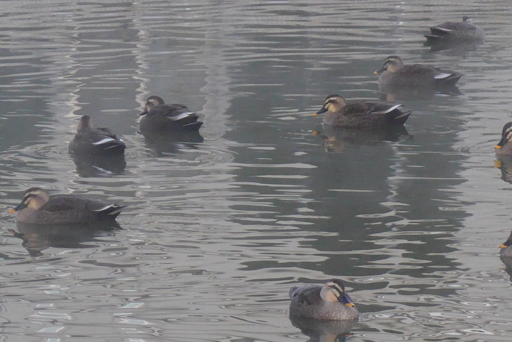 P1190326　晩秋のお客様♡♪