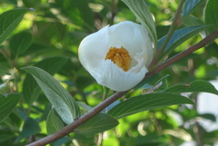 P1360084　夏椿