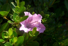 P1270438　サツキ