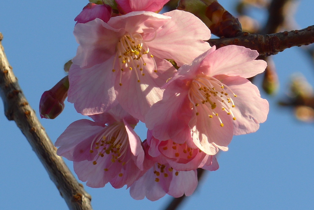 P1200044　春～♪
