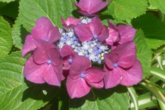 P1230186　あじさい