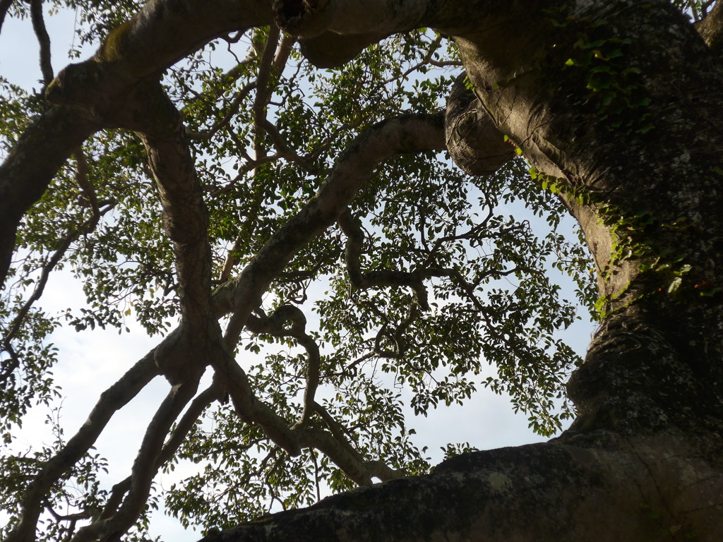 P1120065　神社の樹