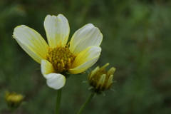 P1080872　ウインターコスモス