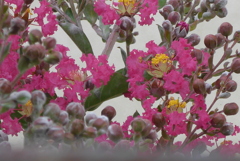P1270888　夏の花模様